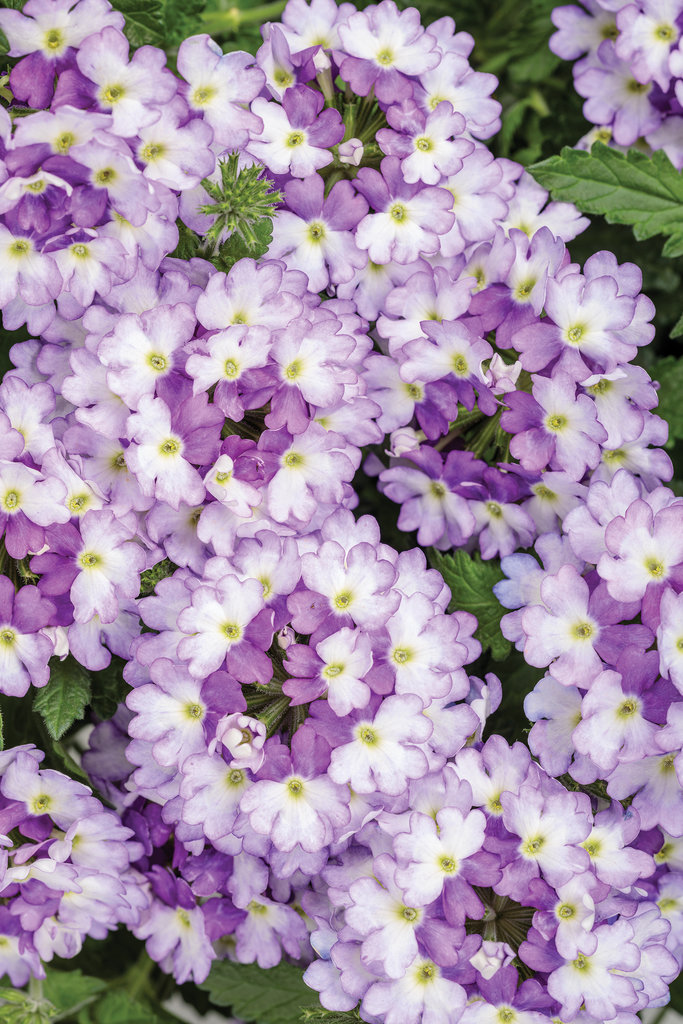 Verbena Superbena Sparkling Amethyst Pleasant View Gardens