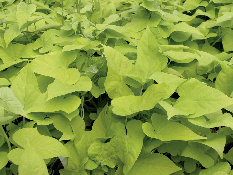 Ipomoea Batatas Margarita