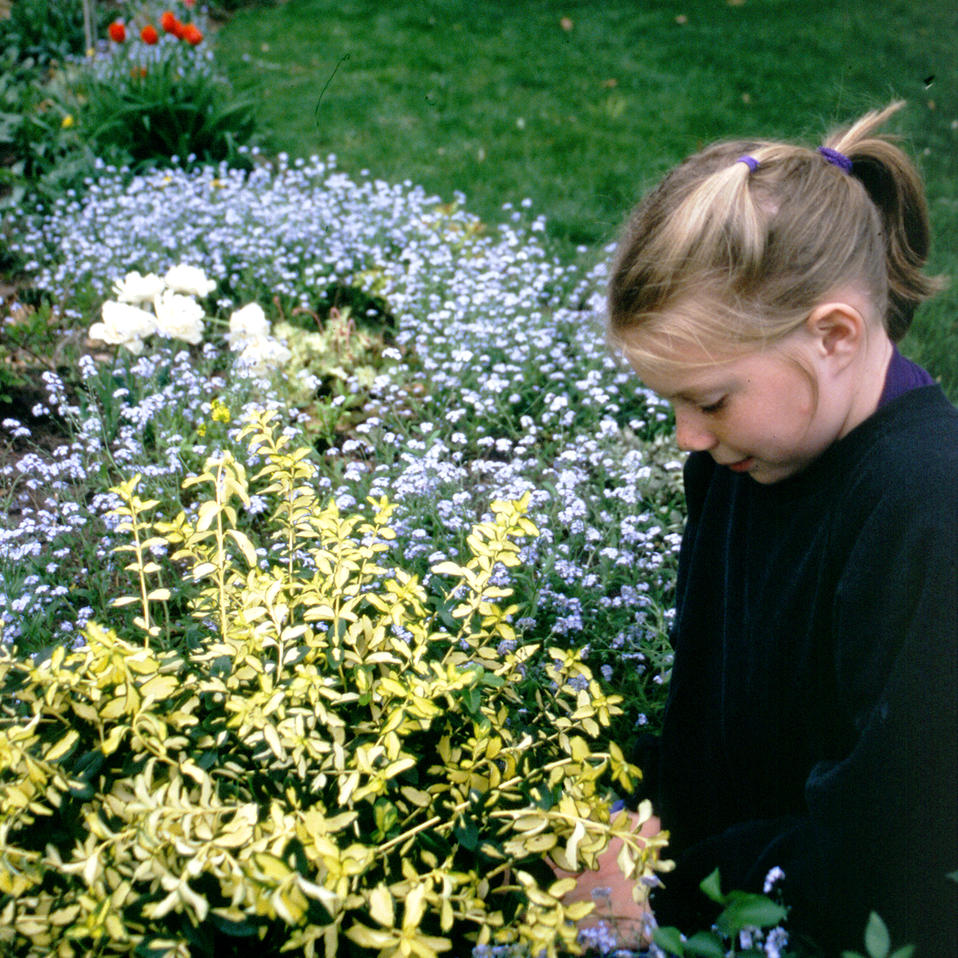 Images For Blondy Wintercreeper Euonymus Fortunei Proven Winners