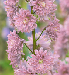 Highlander Sweet Sensation Larkspur Delphinium Elatum Proven