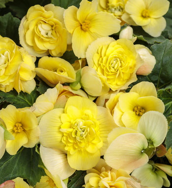 Double Delight Blush Rose Begonia Tuberhybrida Proven Winners