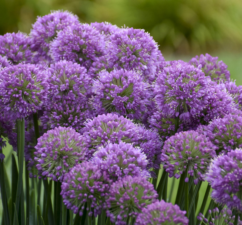 50 Most Popular Types of Flowers to Give or Grow - Edible® Blog