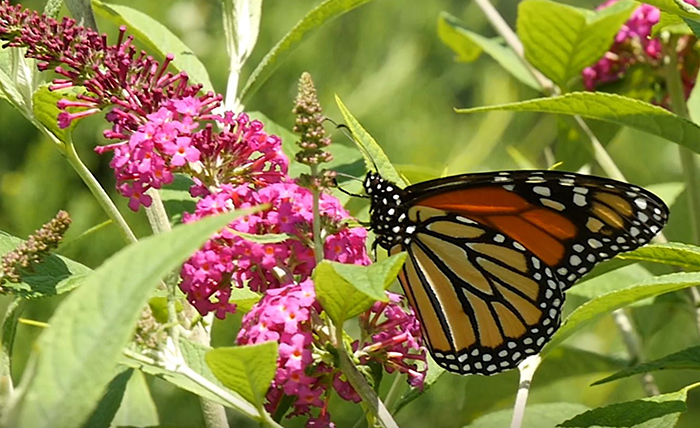 Supporting Pollinators | Proven Winners