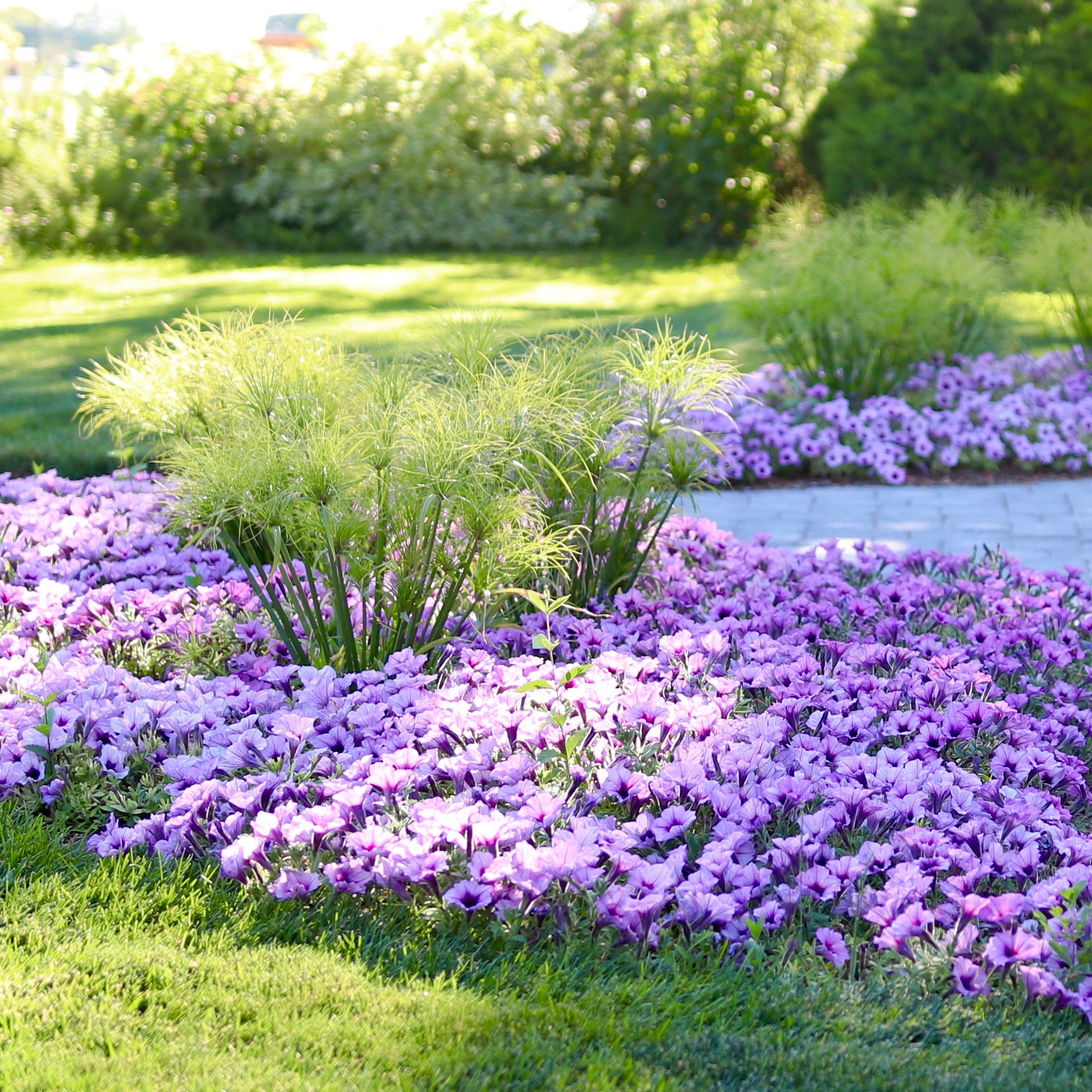 Fast Growing Annuals, Perennials and Shrubs | Proven Winners