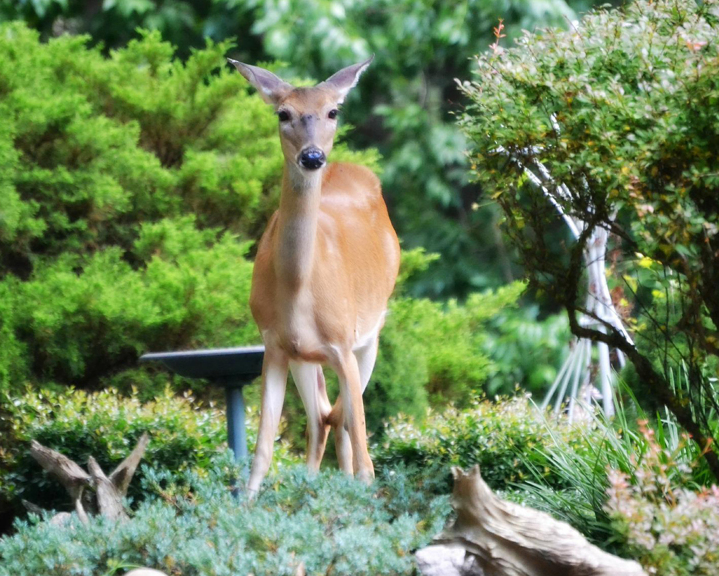 do-deer-eat-pumpkins-and-how-to-protect-your-plants-deer-gardener