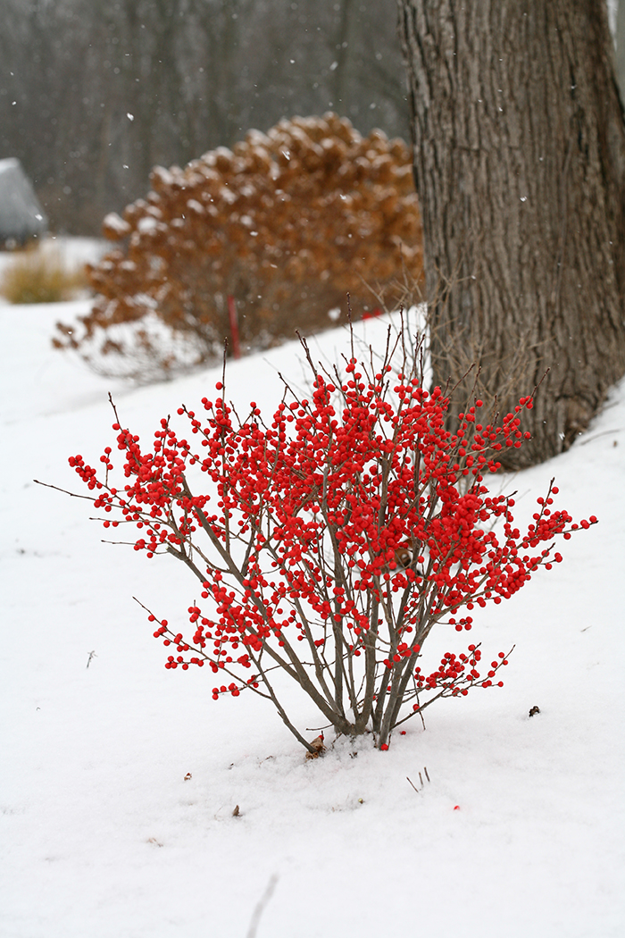 red winterberries