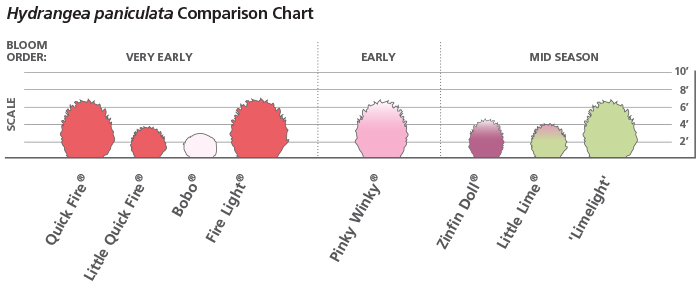 Hydrangea Paniculata Chart