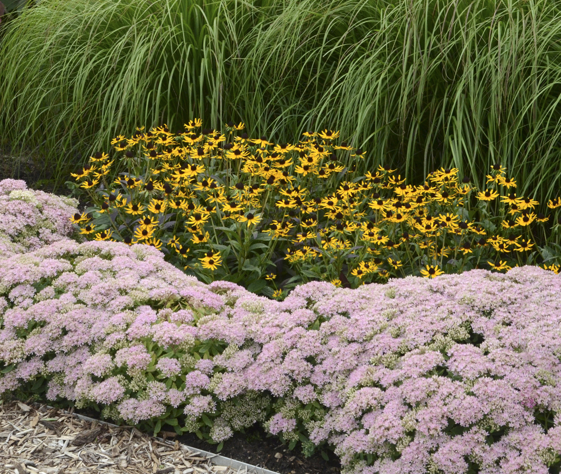 12 of the Best Plants for Dry Soils