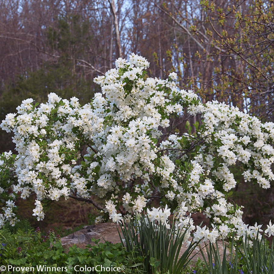 10 Recommended Shrubs With White Flowers