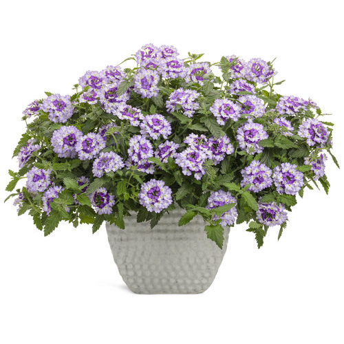 58 Plants with Blue Flowers, Berries and Foliage | Proven Winners