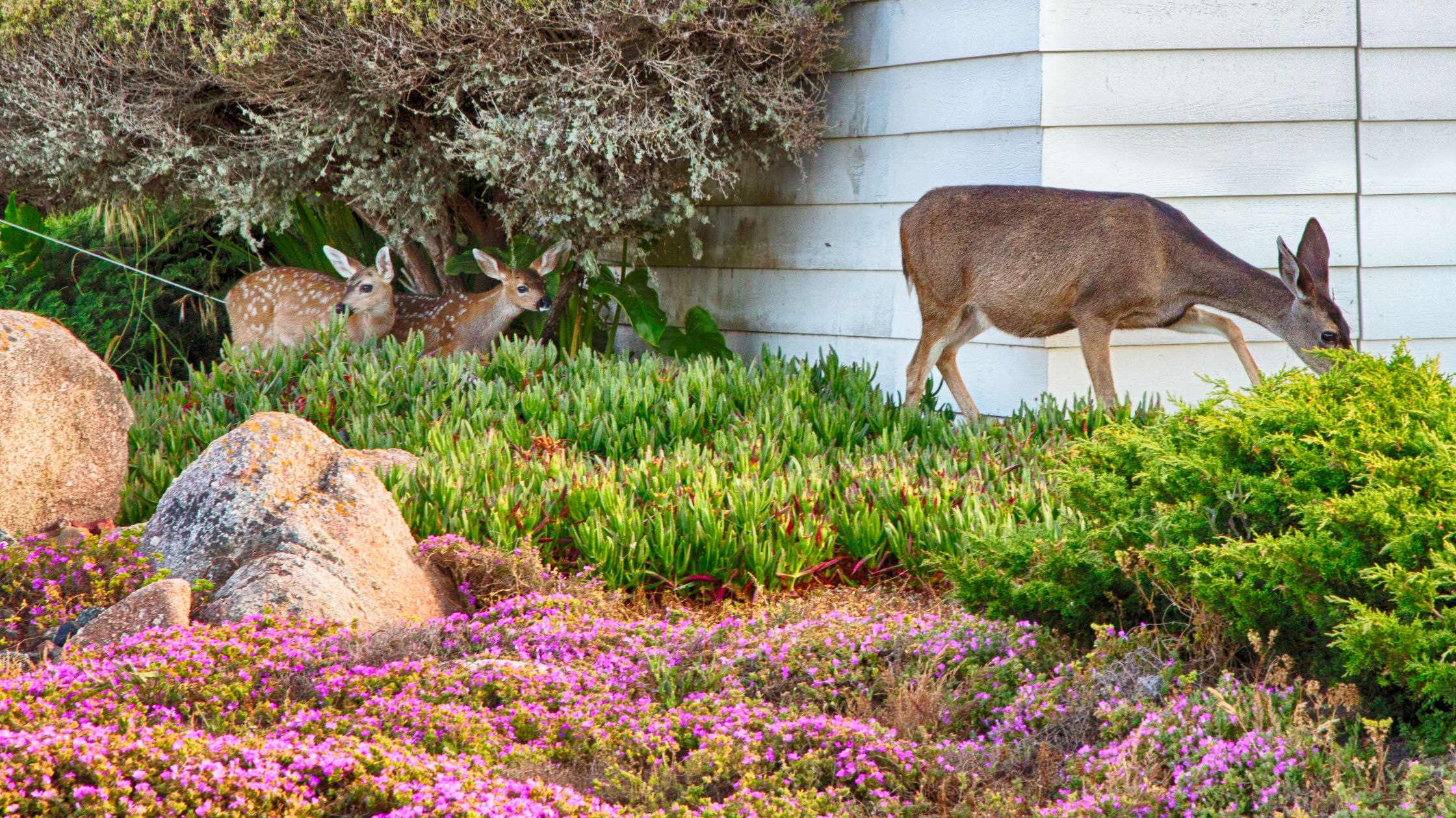 deer in garden