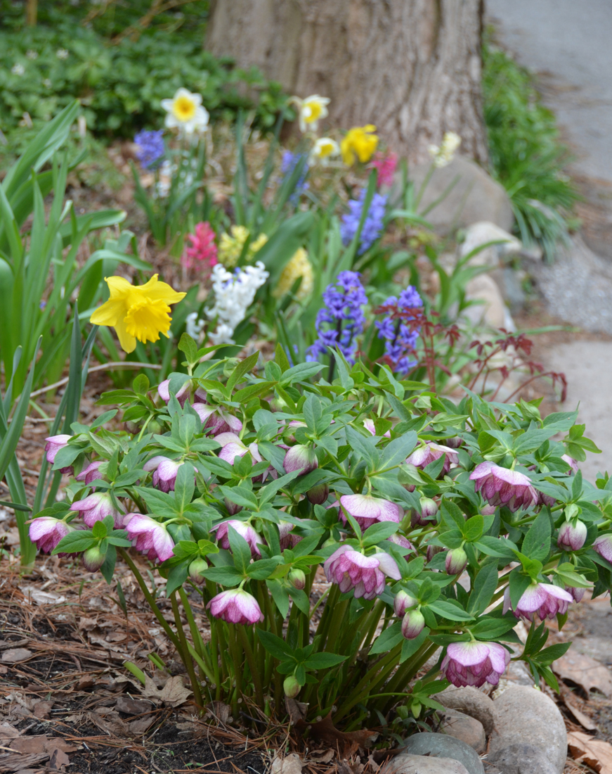 What Happens To Spring Perennials If They Bloom Too Early?