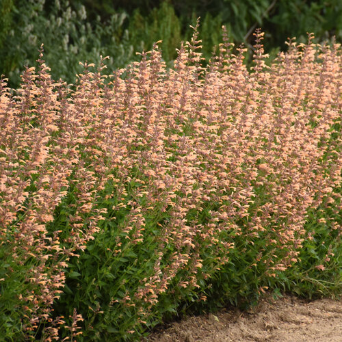 red hot poker