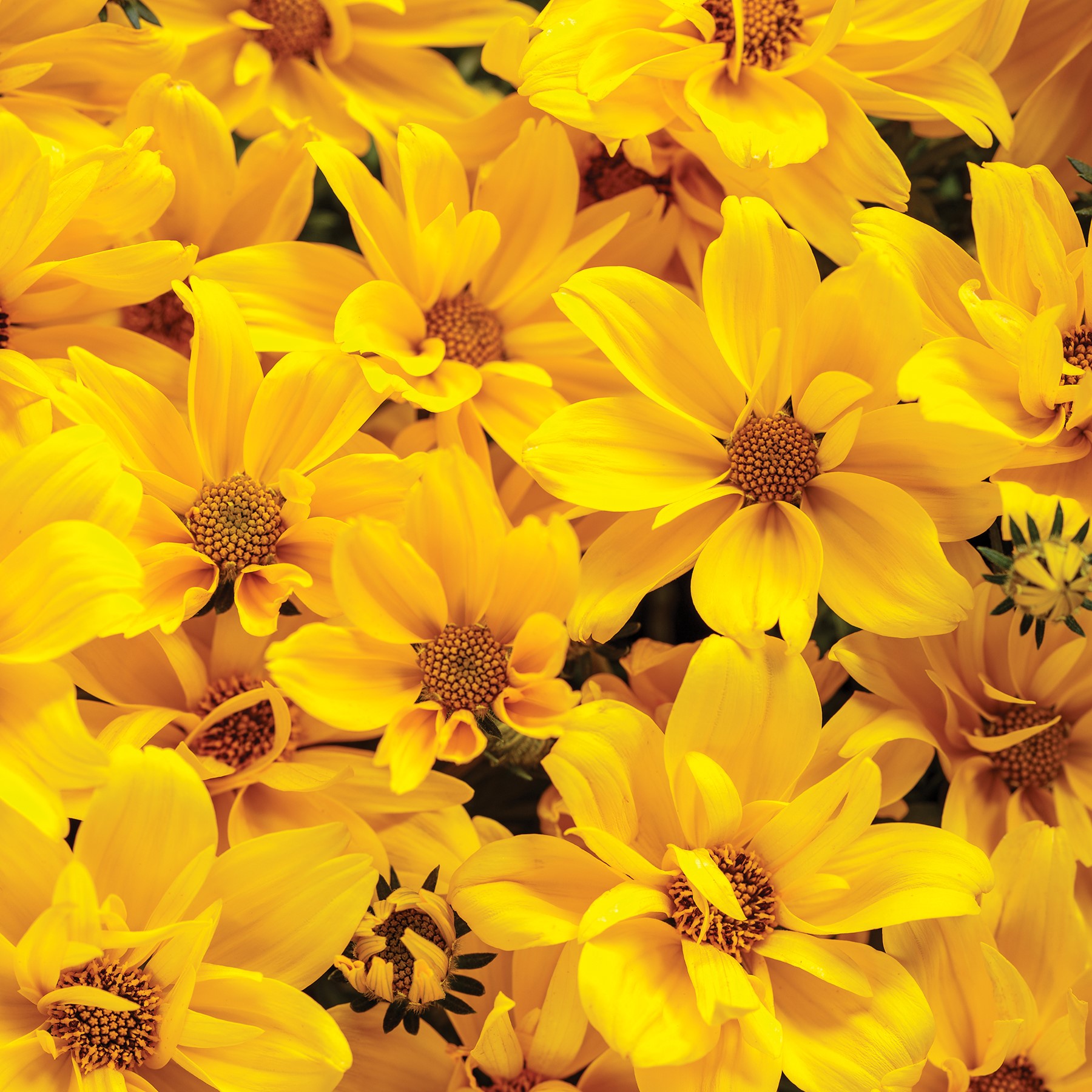 34 Types of Yellow Flowers for a Beautiful Garden