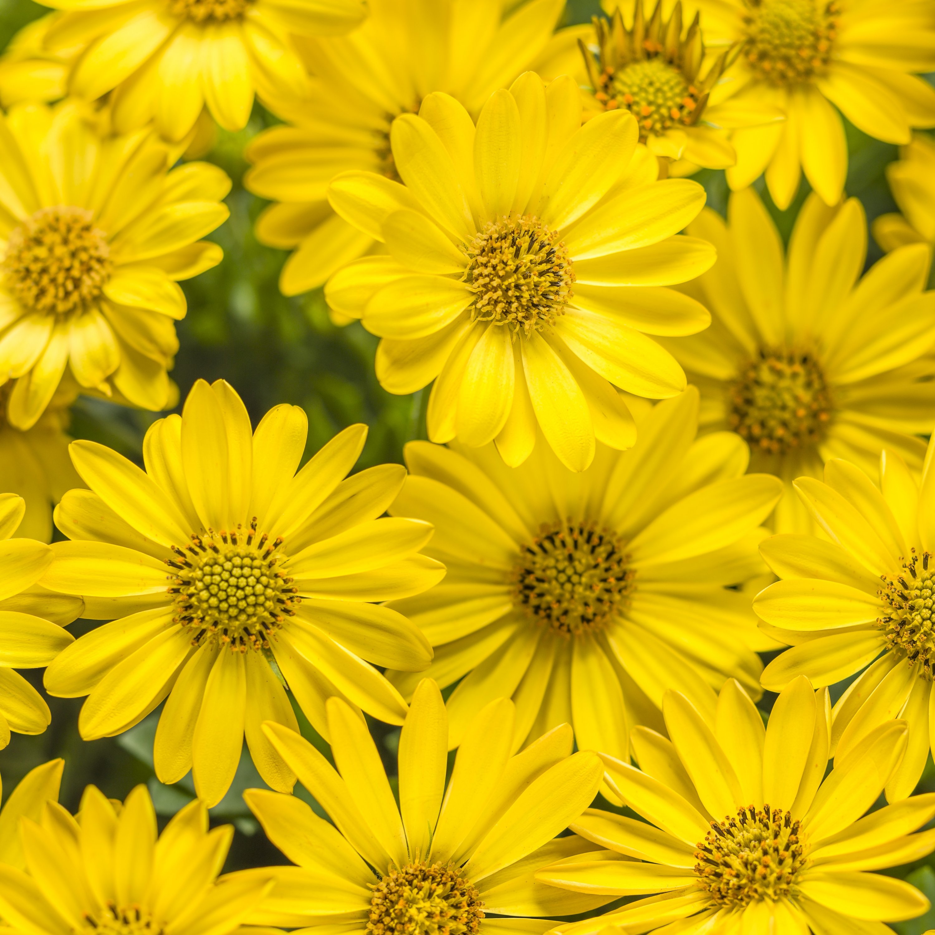 Download 34 Types Of Yellow Flowers For A Beautiful Garden Proven Winners
