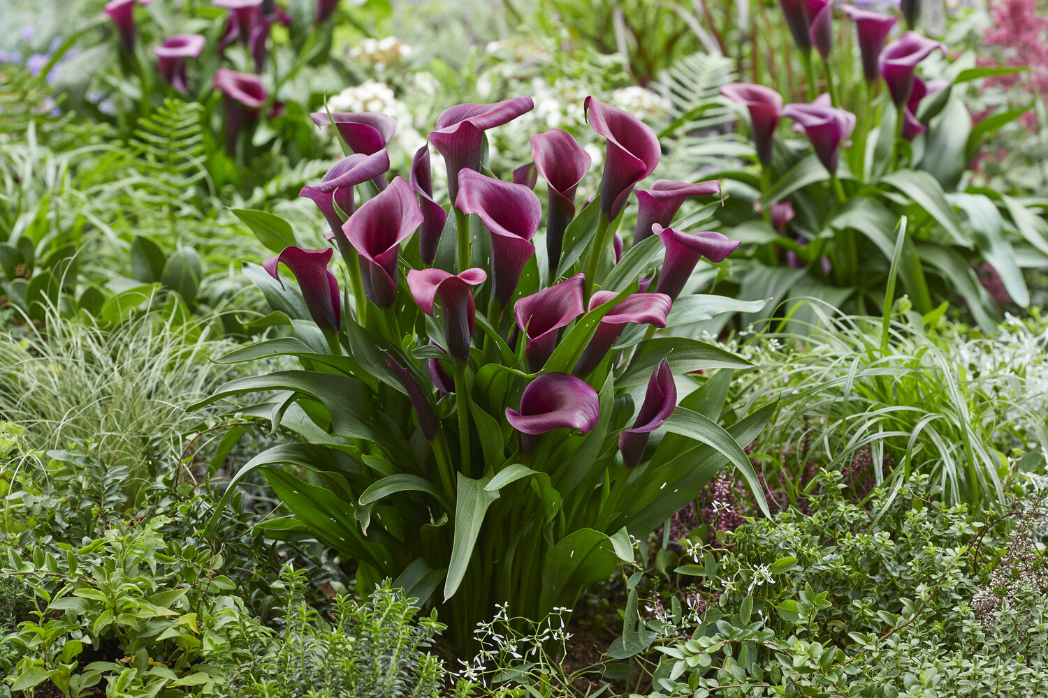 calla lily