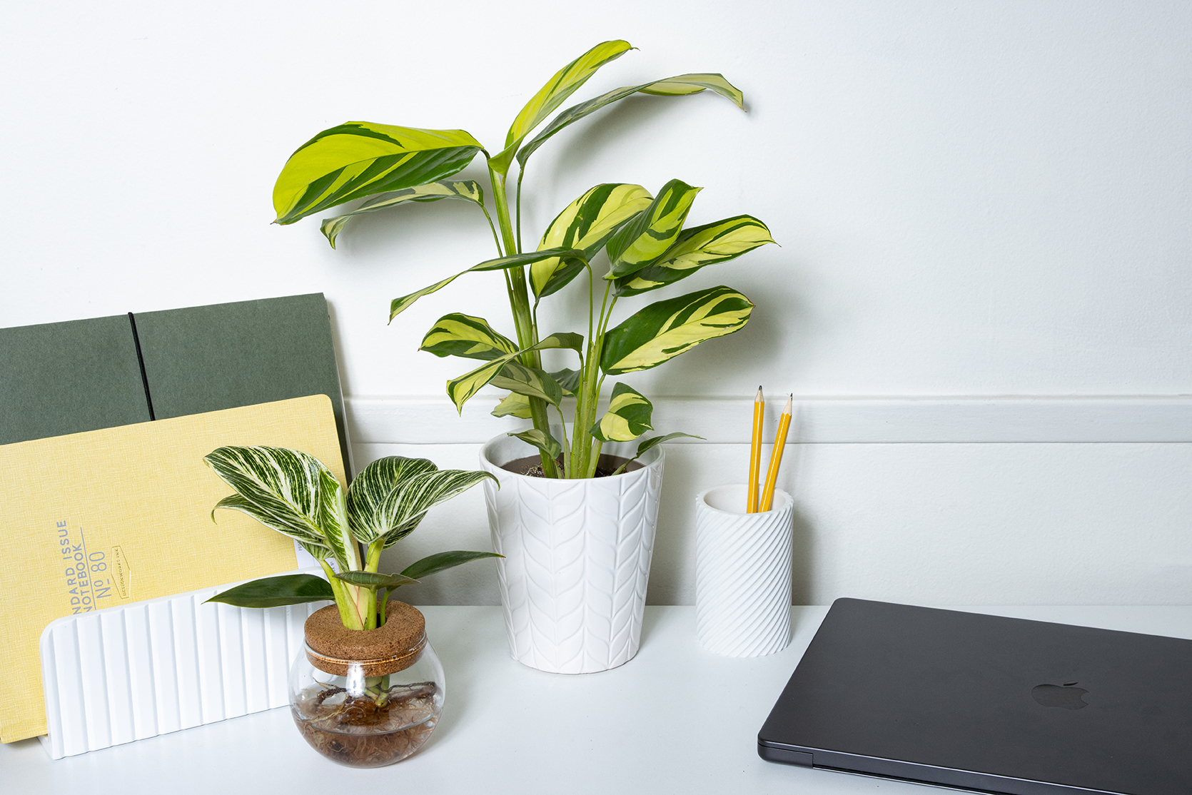 dorm room plants