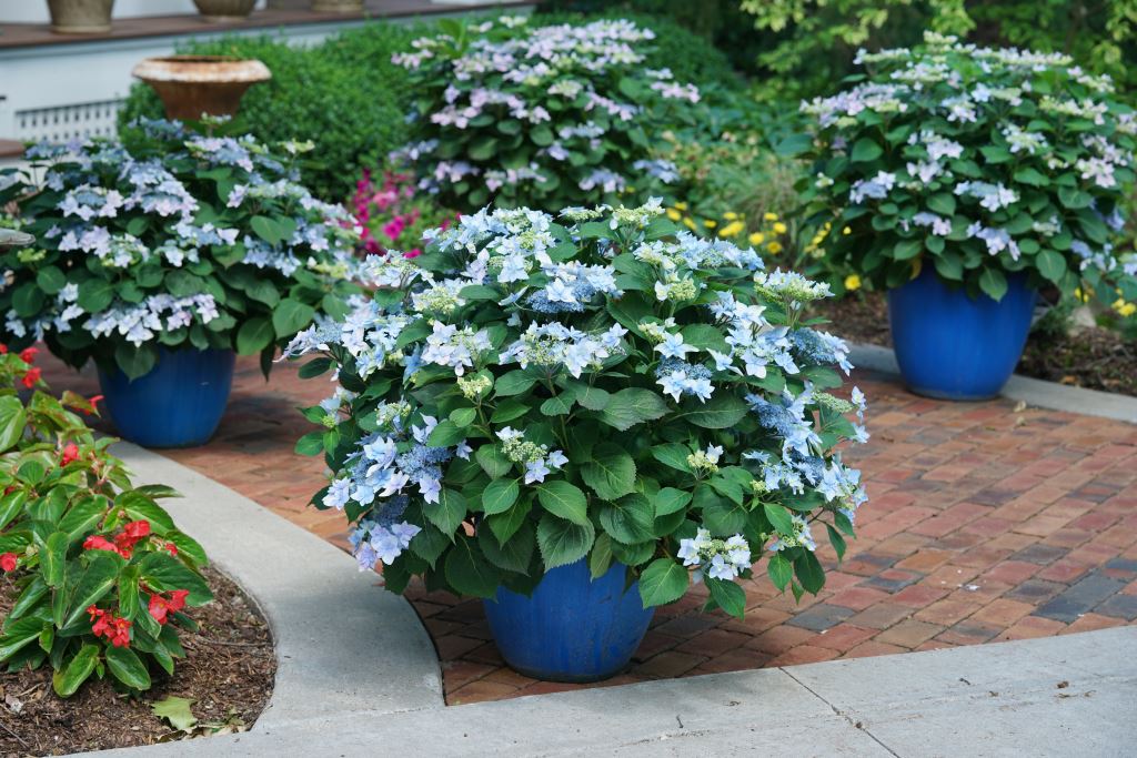 Growing Hydrangeas in Pots - Container Garden Ideas