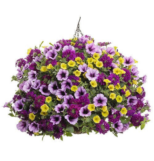 verbena hanging basket