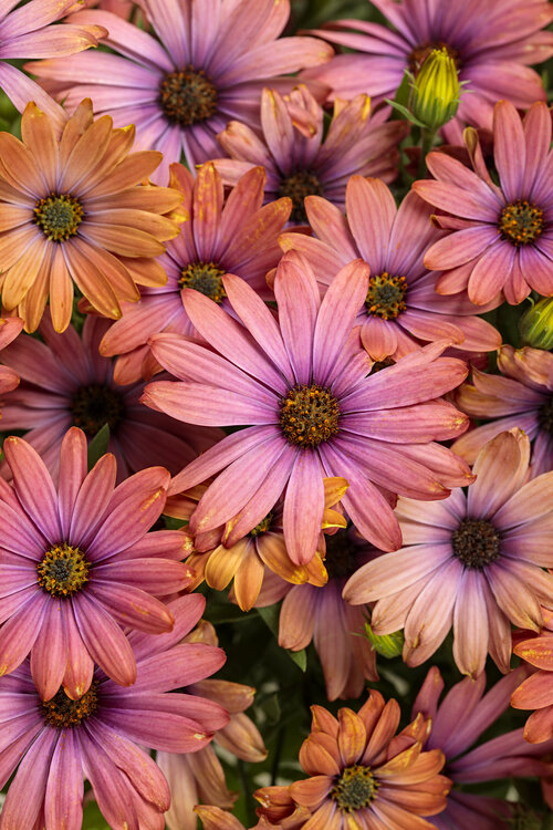 27 Best Fall Flowers - Blooms for Your Autumn Garden