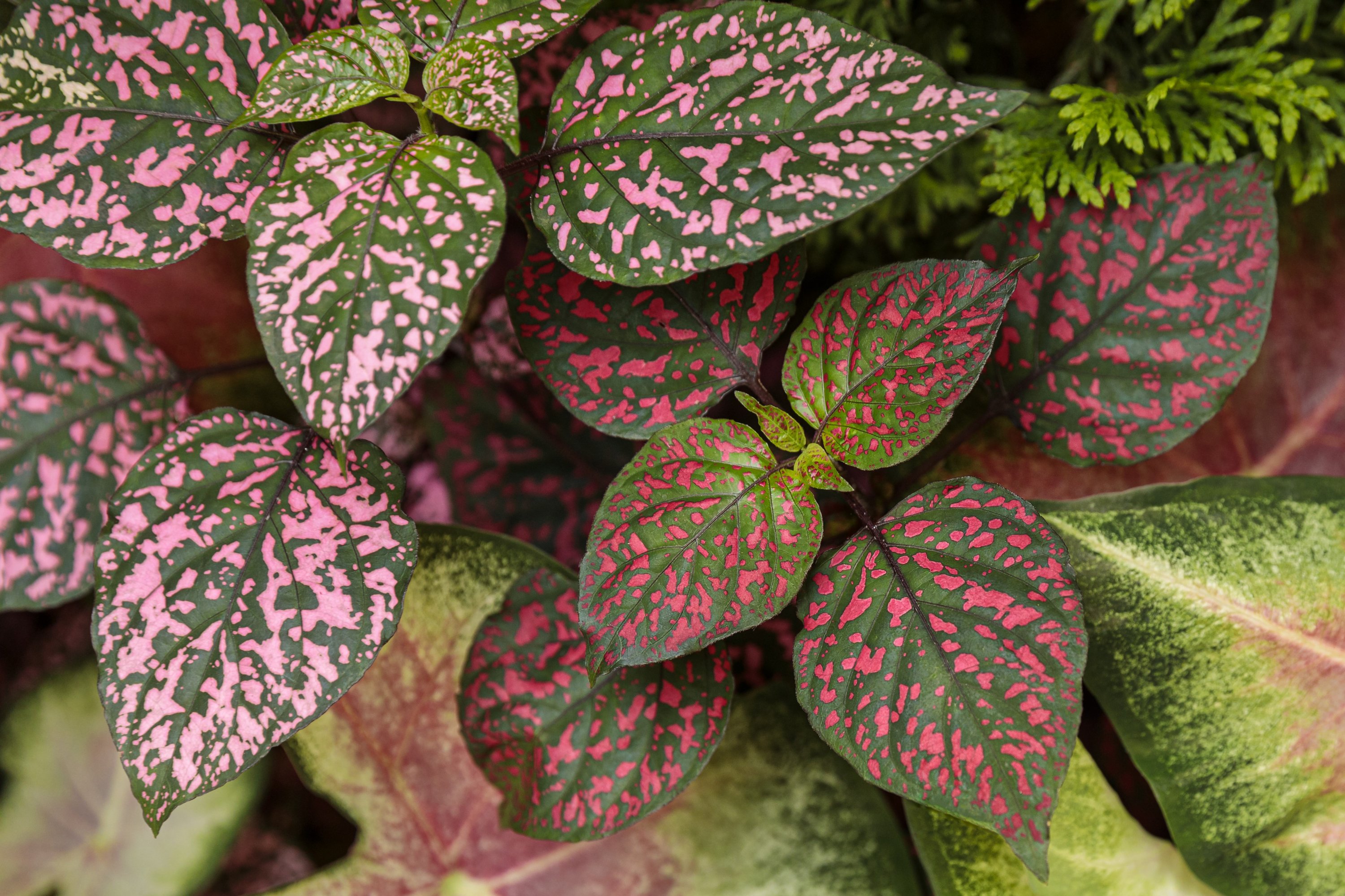 How to Grow and Care for Polka Dot Plant