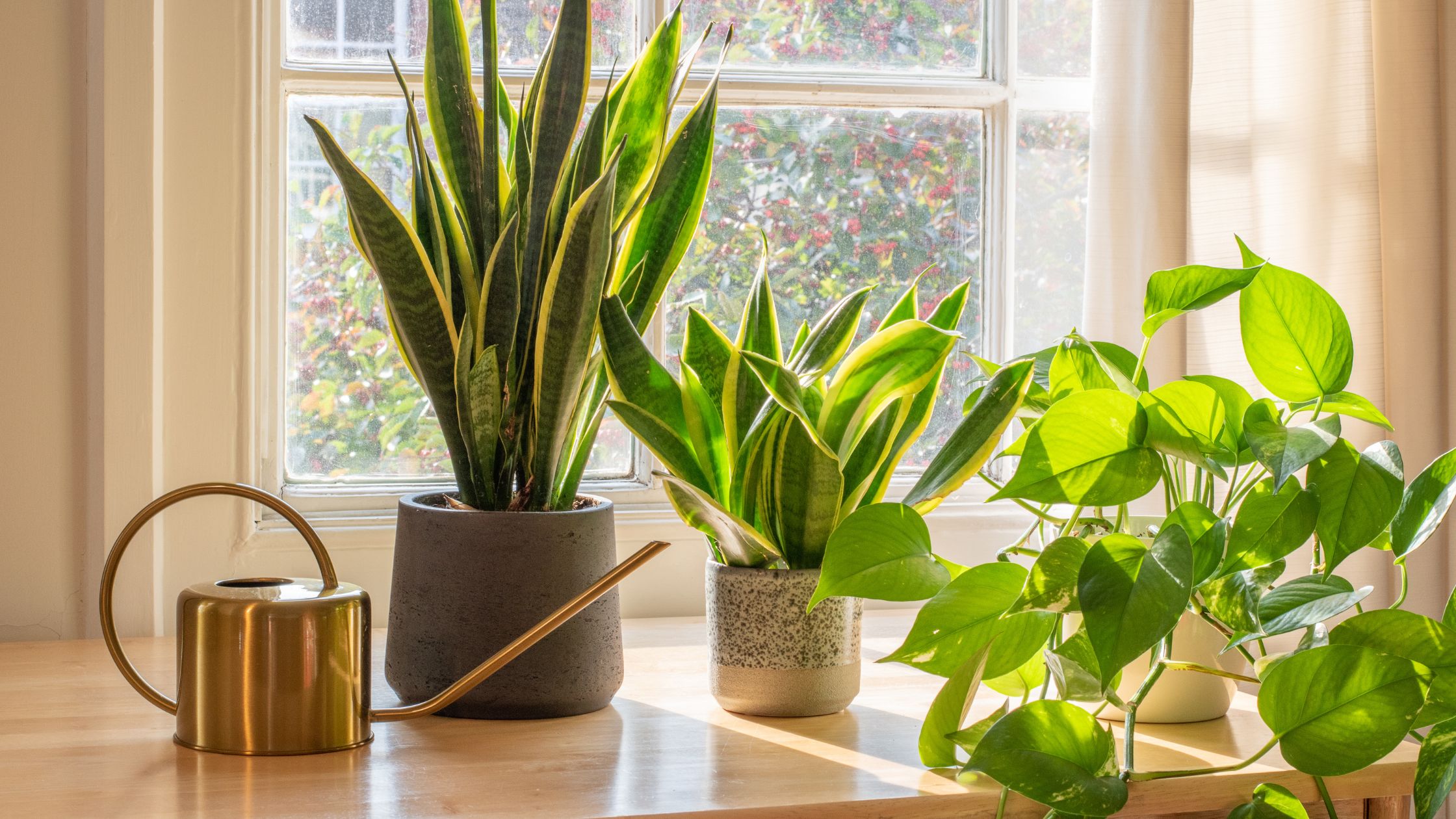 window plants