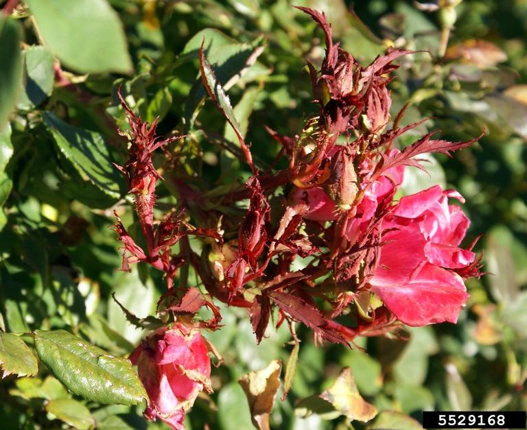 What is Rose Rosette Disease? | Proven Winners