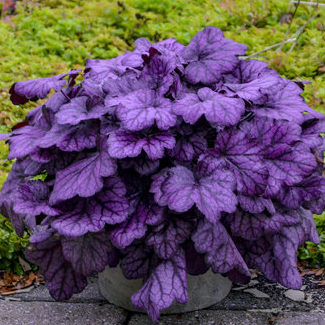 28 Purple Flowers for Gardens - Perennials & Annuals With Purple Blossoms