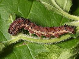 Budworm Control: How To Get Rid Of Budworms On Roses