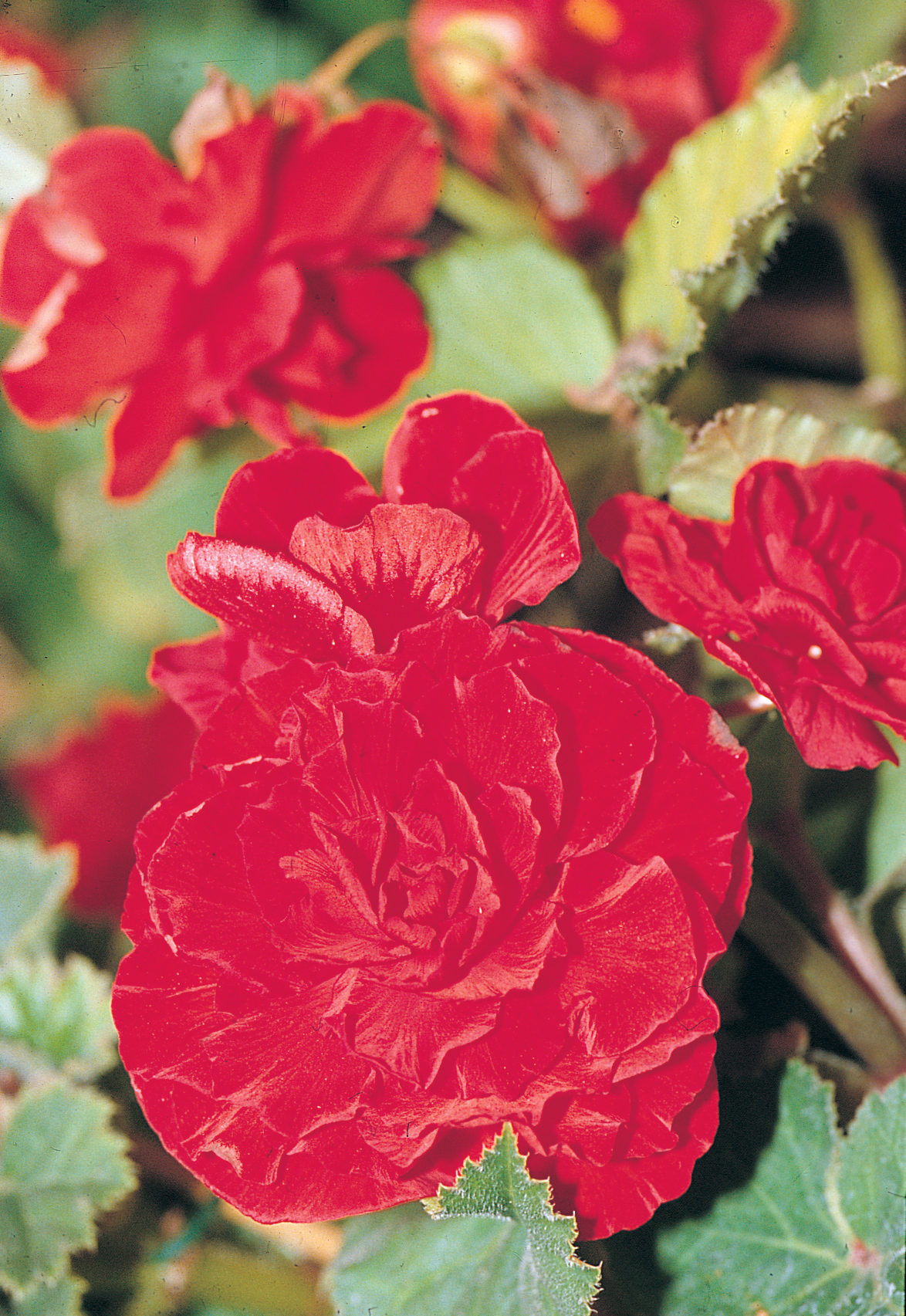 Nonstop® Red - Tuberous Begonia - Begonia x tuberhybrida