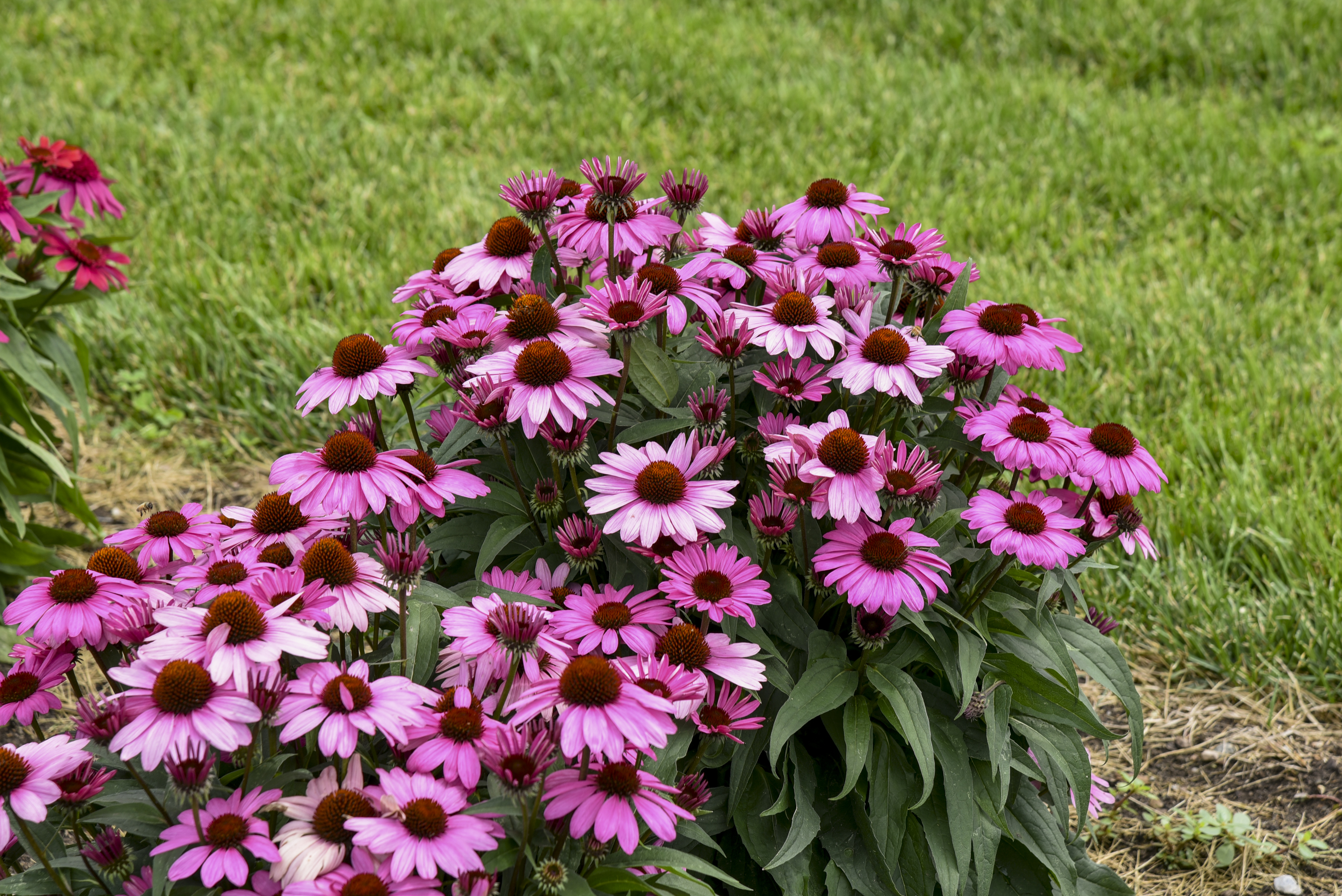 Color Coded® 'The Fuchsia is Bright' Coneflower