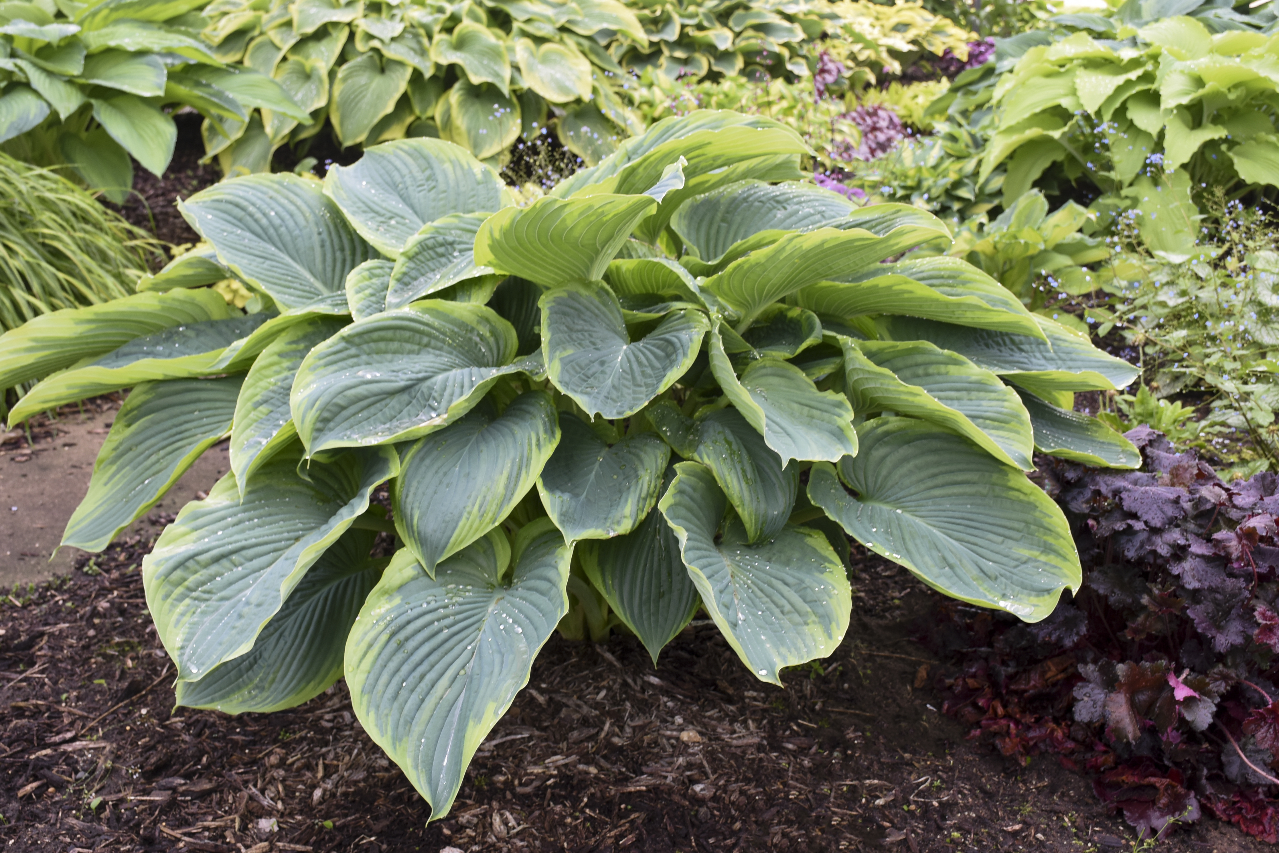 Мазе хост. Хоста Wu-la-la. Хоста Shadowland Wu-la-la. Hosta(Hybrids) / Хоста гибридная. Хоста Hosta Shadowland ™ Wu-la-la.