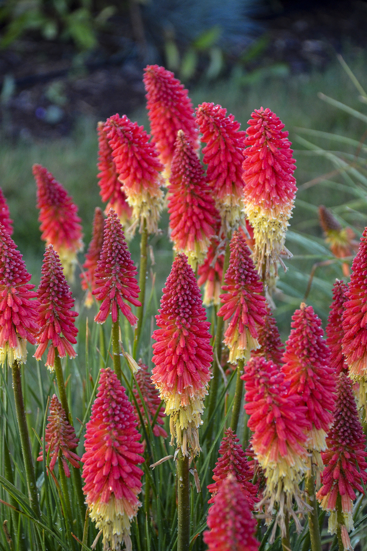 Pyromania Rocket S Red Glare Red Hot Poker Kniphofia Hybrid Proven Winners