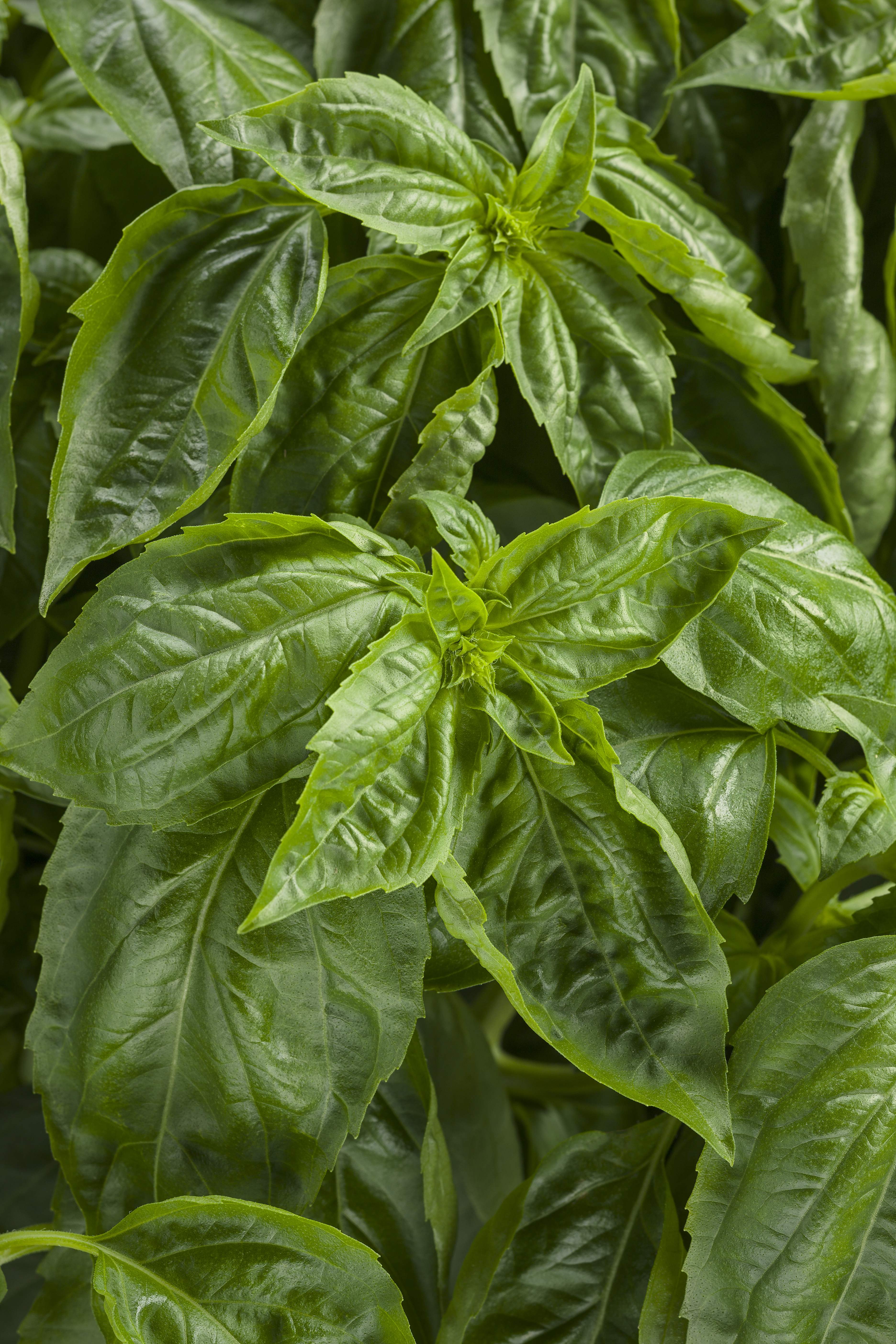 Amazel Basil Sweet Italian Basil Ocimum hybrid