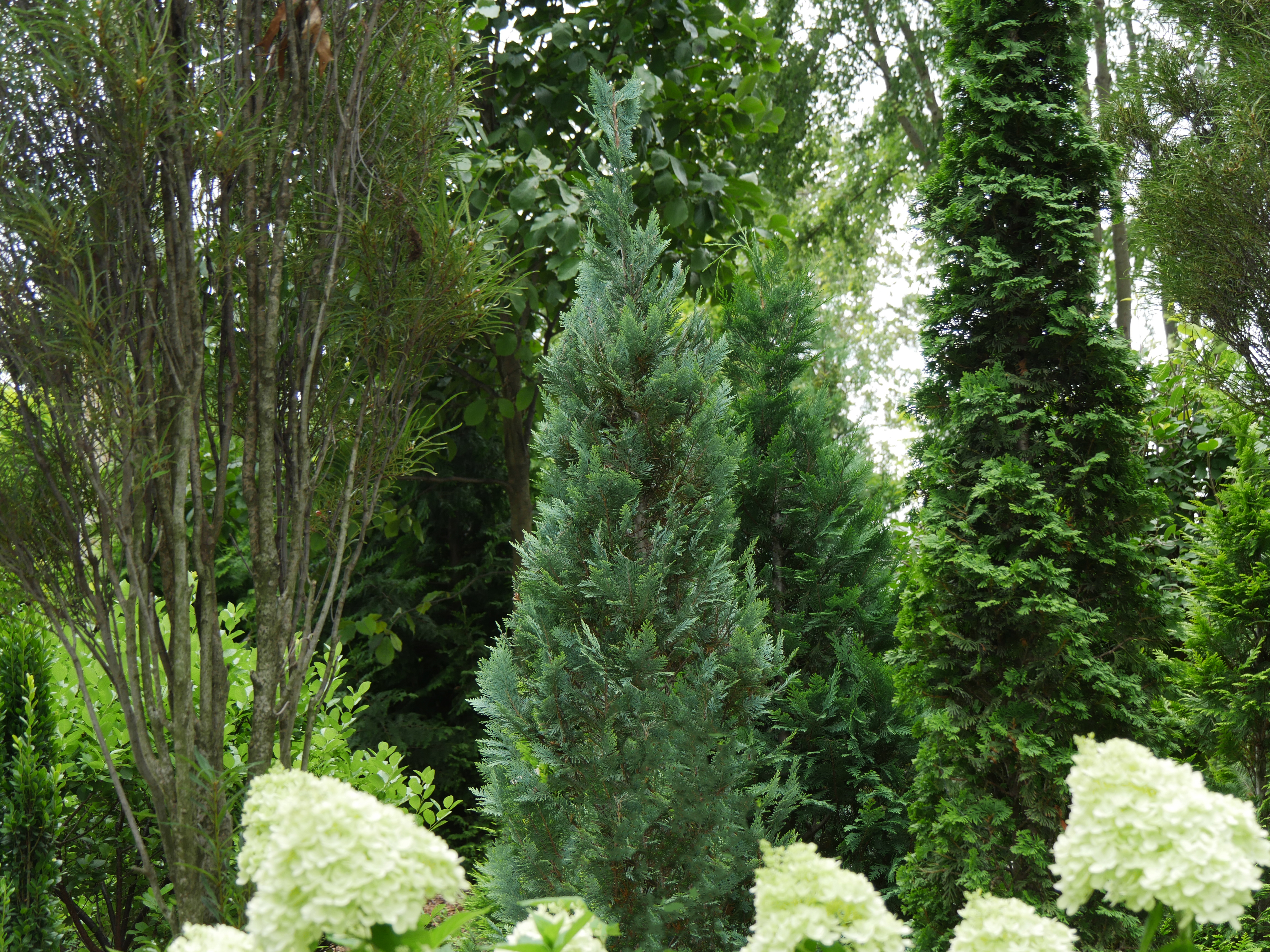 chamaecyparis lawsoniana hedge