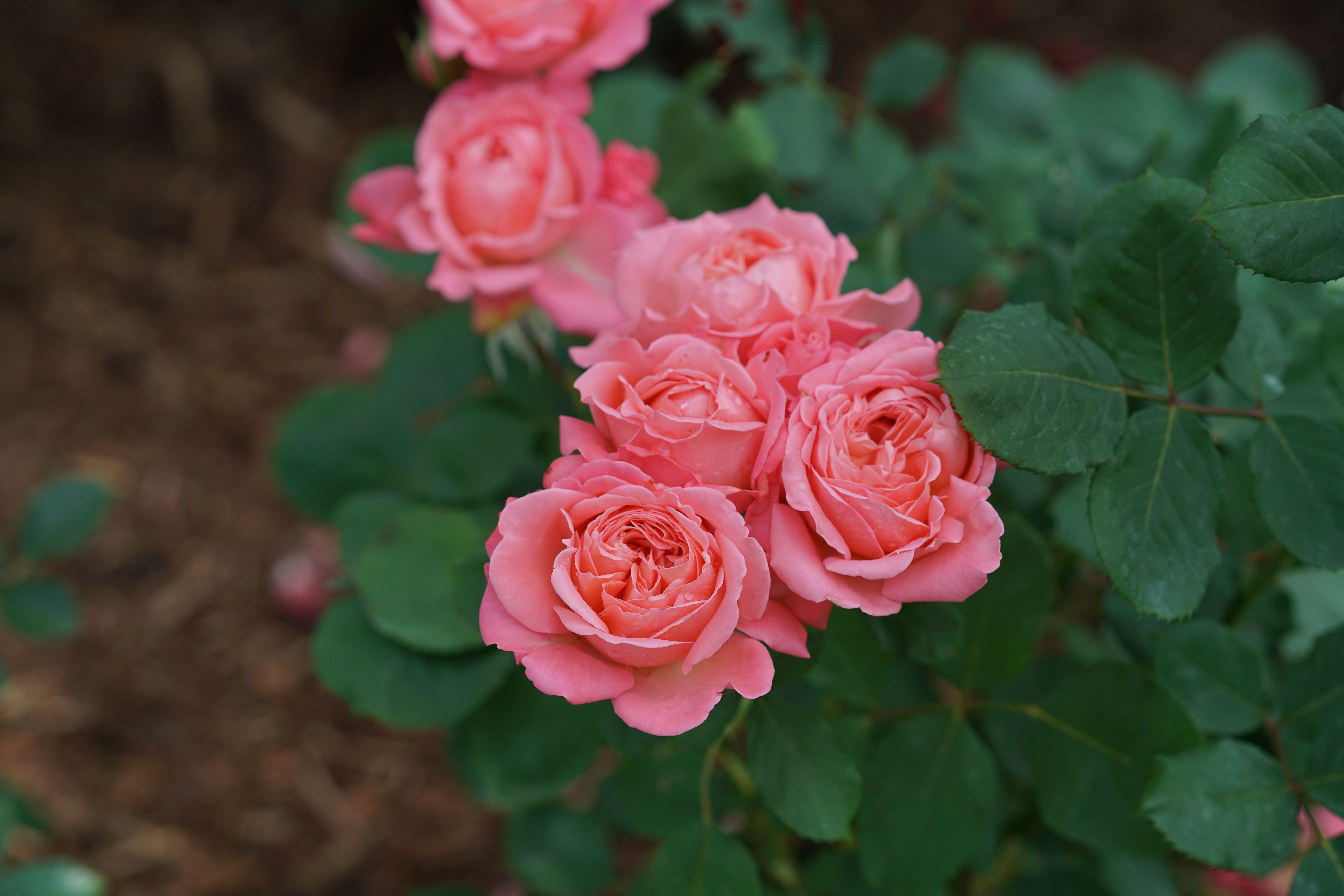 Reminiscent™ Coral - Rose - Rosa x | Proven Winners