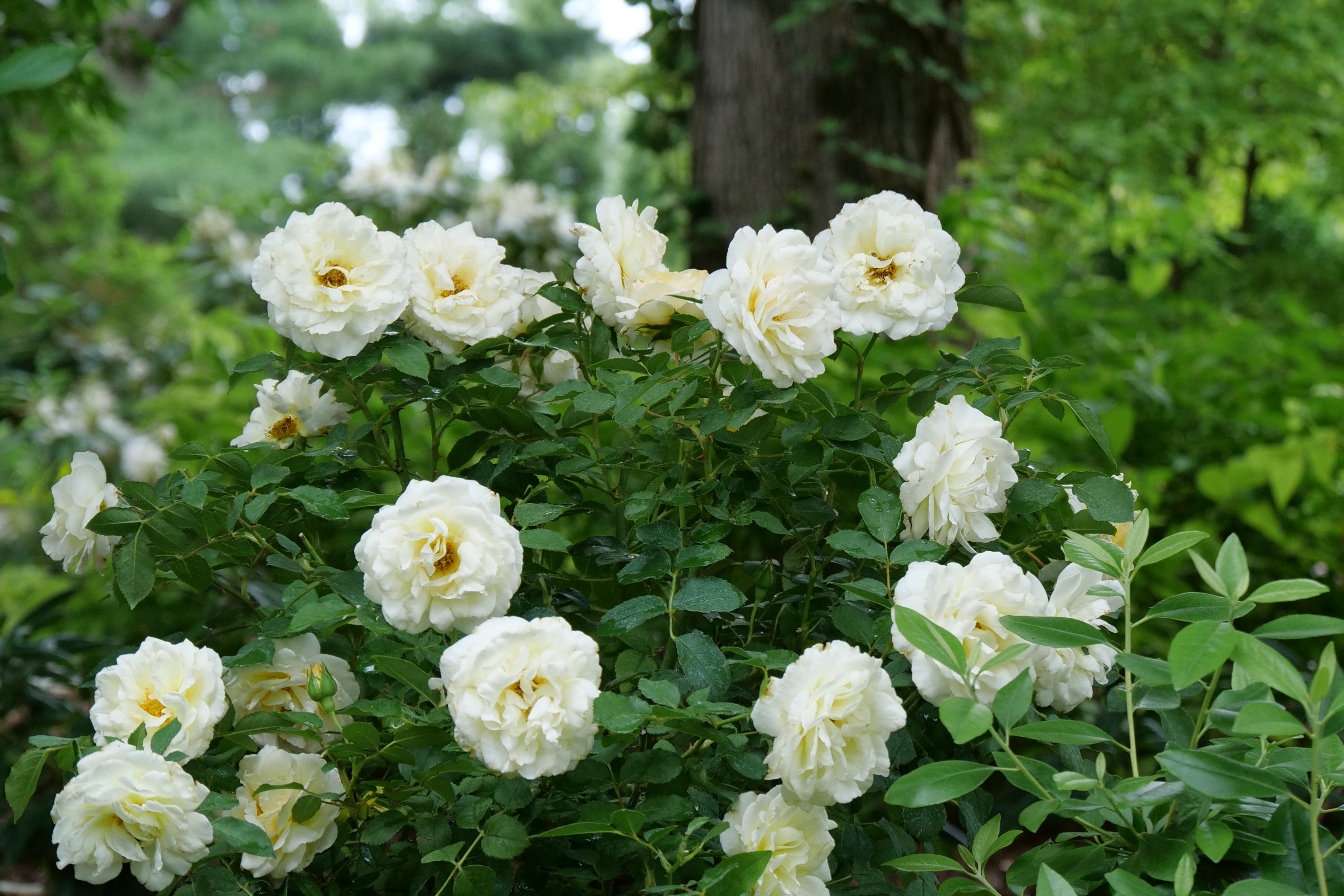 white garden rose