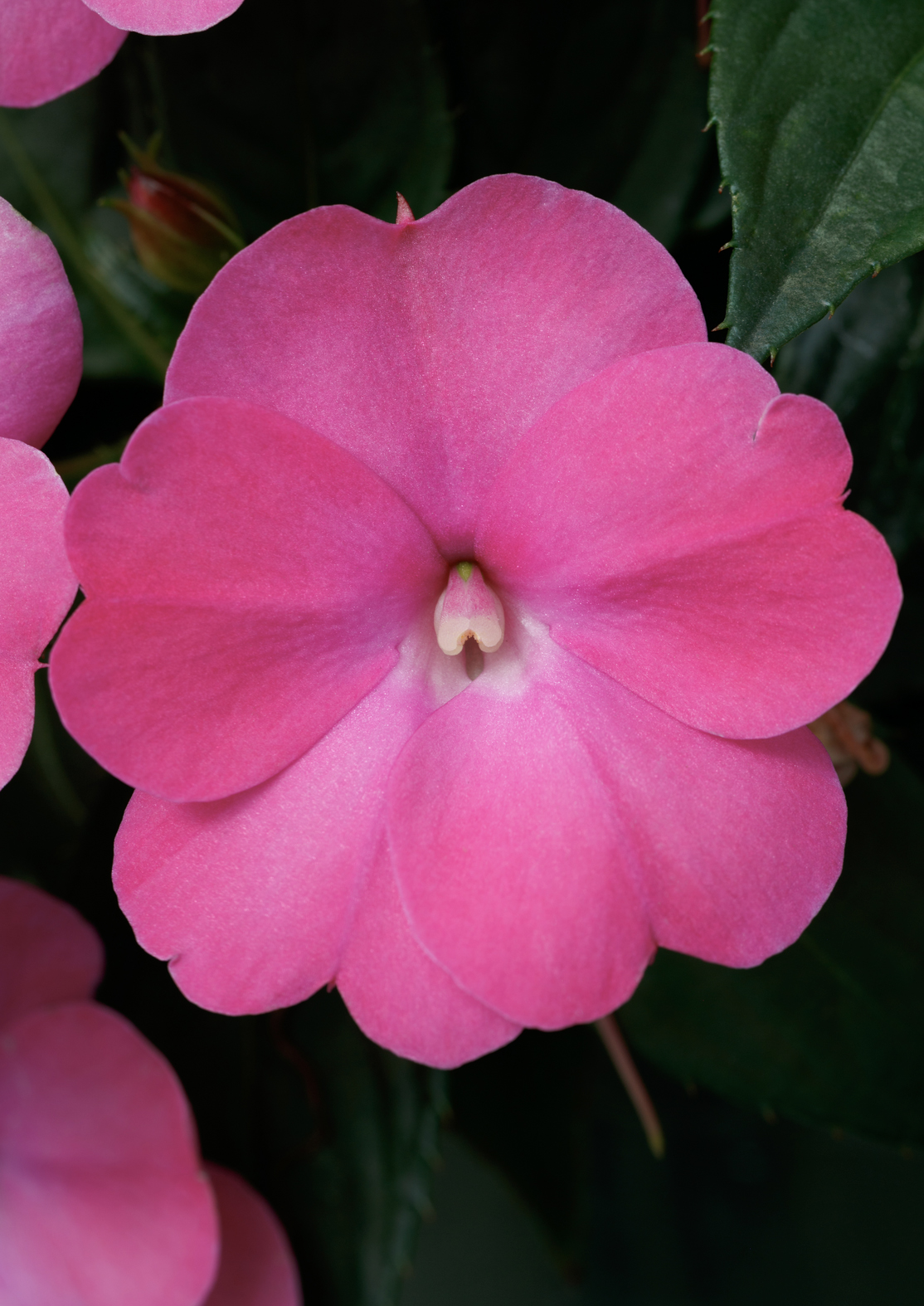 SunPatiens® Compact Neon Pink - Impatiens x hybrida