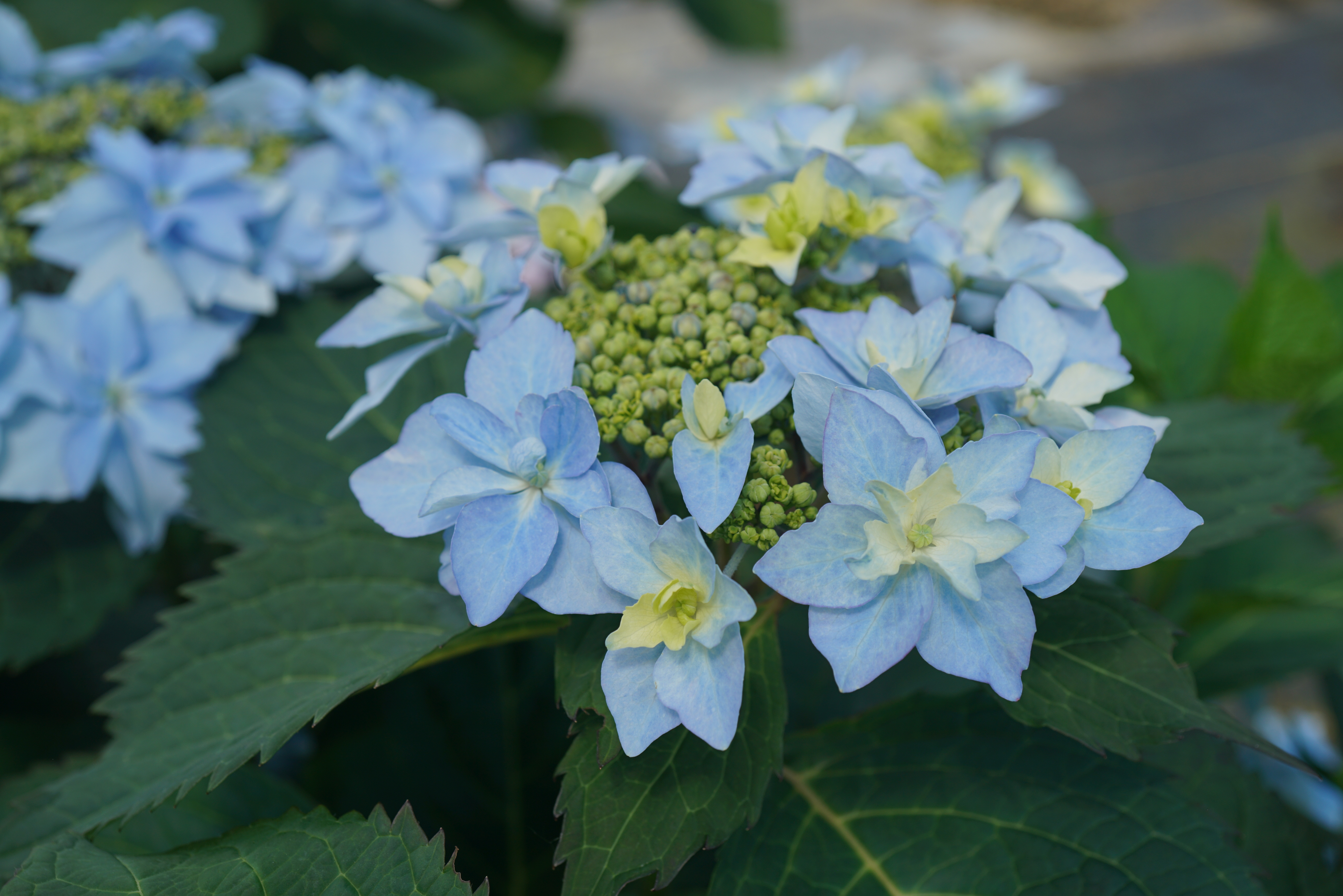 The straight facts on hydrangea flower color