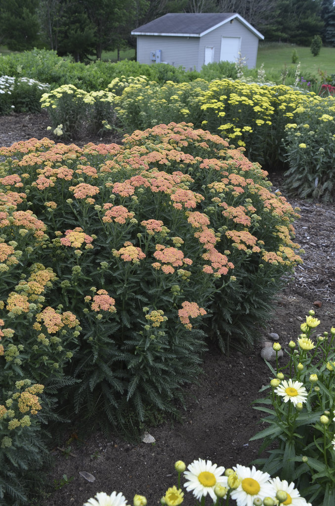 Peachy Pink Cottage Yarrow Flowers