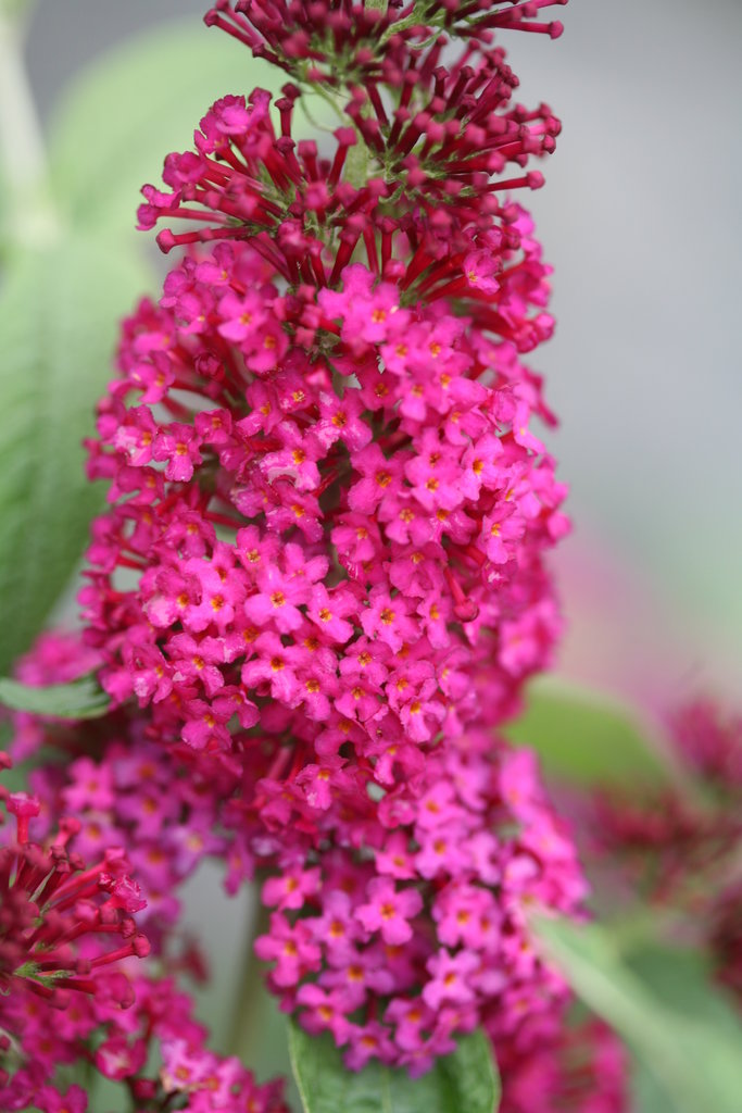 Buddleia - Miss Molly' - Pleasant View Gardens