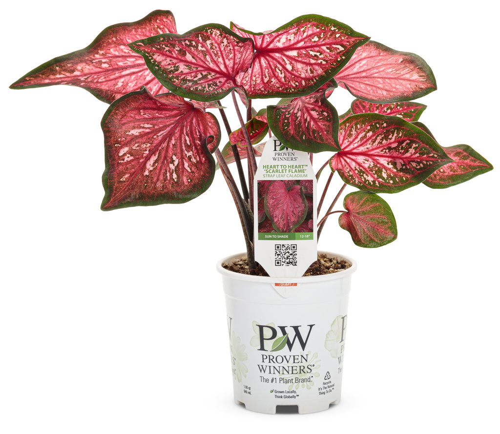 Caladium - Heart to Heart™ Scarlet Flame - Pleasant View Gardens