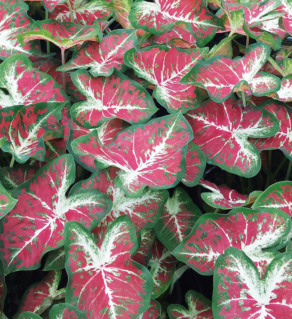 HEART TO HEART® 'Blushing Bride' Caladium - Garden Crossings