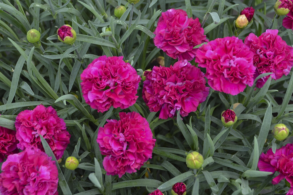 Dianthus hybrid - Pinks - Fruit Punch® 'Funky Fuchsia' - Pleasant View ...