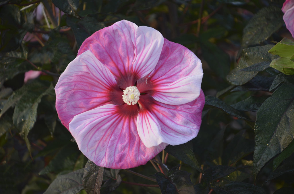 Hibiscus - Summerific ® 'Evening Rose' .