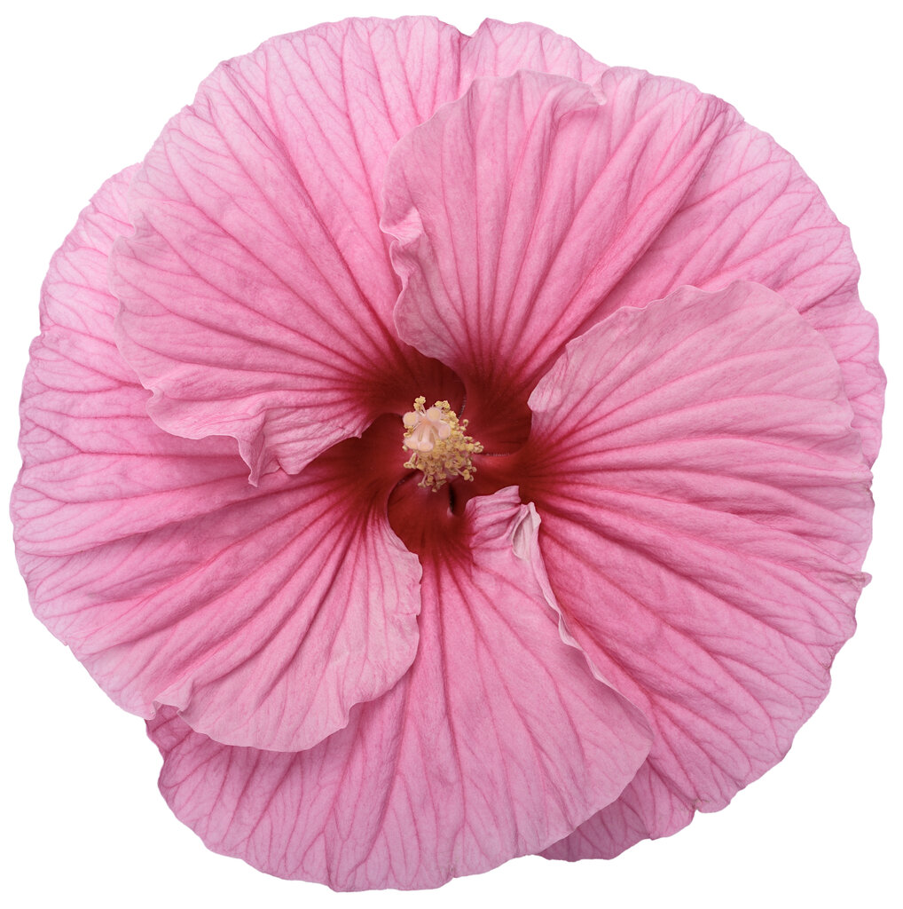 Hibiscus hybrid - Rose Mallow - Summerific® 'Edge of Night' - Pleasant ...