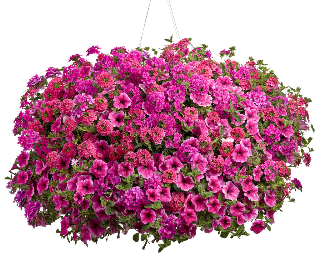 Petunia - Supertunia® Trailing Strawberry Pink Veined - Pleasant View 