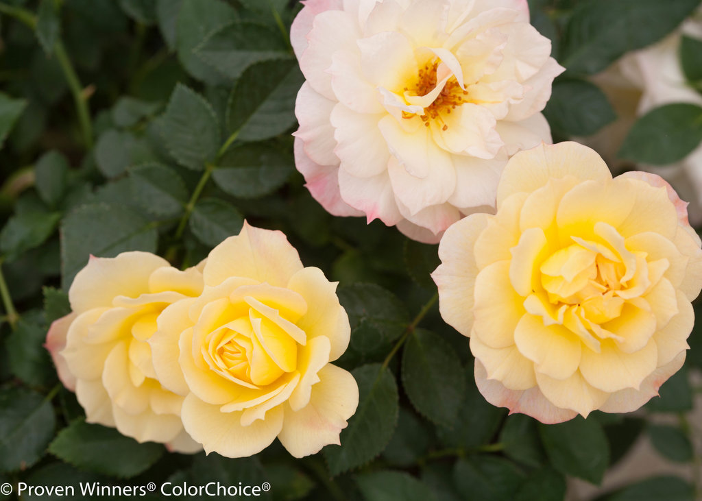 Orsetto Giallo di rose in lattice – Flowers Palermo