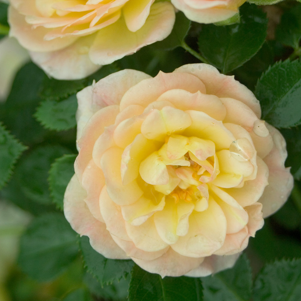Rosa - Oso Easy® Peachy Cream - Pleasant View Gardens