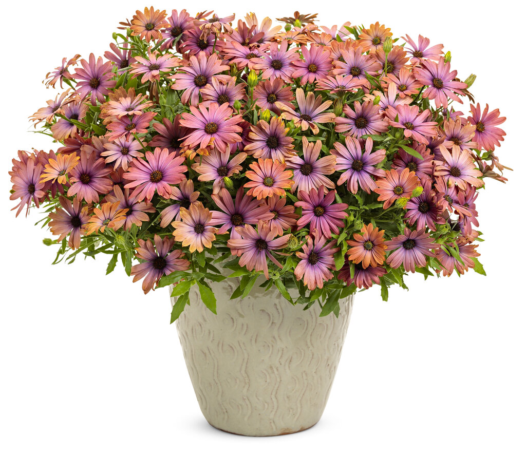 osteospermum-hybrid-bright-lights-horizon-sunset-african-daisy